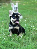 Armani – Black & Tan Fluffy Male 🖤🤎, a male French Bulldog for sale in Nashville, TN – 3 of 7