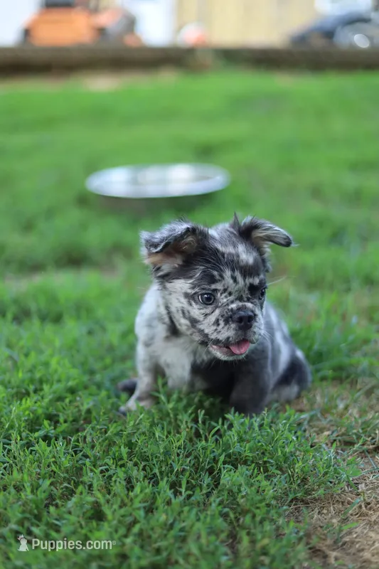 Kingston – Blue Merle Fluffy Male 💙🤍 – French Bulldog puppy for sale in Nashville, TN