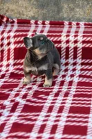 Nyla – Blue & Tan Fluffy Female 💙🤎, a female French Bulldog for sale in Nashville, TN – 3 of 5