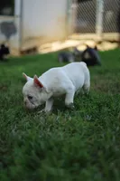 White Boy Rick, a male French Bulldog for sale in Nashville, TN – 6 of 6