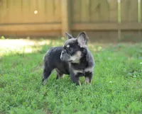 Nyla – Blue & Tan Fluffy Female 💙🤎, a female French Bulldog for sale in Nashville, TN – 2 of 7