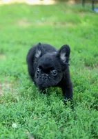 Bentley – Black & Tan Fluffy Male 🖤🤎, a male French Bulldog for sale in Nashville, TN – 4 of 7