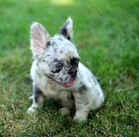 Ivory – Lilac & Tan Merle Fluffy Female 🤍🩶, a female French Bulldog for sale in Nashville, TN – 3 of 7