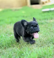Bentley – Black & Tan Fluffy Male 🖤🤎, a male French Bulldog for sale in Nashville, TN – 1 of 7