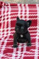Bentley – Black & Tan Fluffy Male 🖤🤎, a male French Bulldog for sale in Nashville, TN – 3 of 6