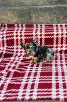 Aspen – Black & Tan Merle Fluffy Female 🩶🖤🤎, a female French Bulldog for sale in Nashville, TN – 5 of 6