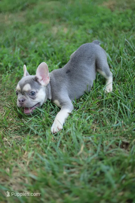 Jade – French Bulldog puppy for sale in Nashville, TN
