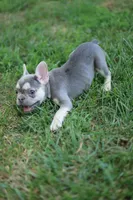 Jade, a female French Bulldog for sale in Nashville, TN – 1 of 3