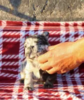 Kingston – Blue Merle Fluffy Male 💙🤍, a male French Bulldog for sale in Nashville, TN – 4 of 5