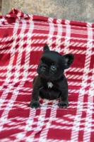 Bentley – Black & Tan Fluffy Male 🖤🤎, a male French Bulldog for sale in Nashville, TN – 2 of 6