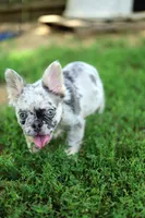 Ivory – Lilac & Tan Merle Fluffy Female 🤍🩶, a female French Bulldog for sale in Nashville, TN – 2 of 7