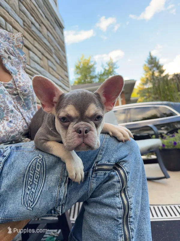 Jade – French Bulldog puppy for sale in Nashville, TN