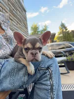 Jade, a female French Bulldog for sale in Nashville, TN – 1 of 4