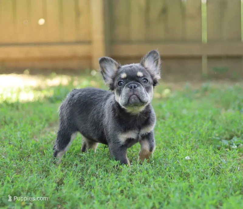 Nyla – Blue & Tan Fluffy Female 💙🤎 – French Bulldog puppy for sale in Nashville, TN