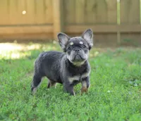 Nyla – Blue & Tan Fluffy Female 💙🤎, a female French Bulldog for sale in Nashville, TN – 1 of 7