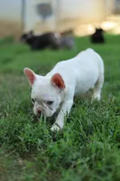 White Boy Rick, a male French Bulldog for sale in Nashville, TN – 3 of 6