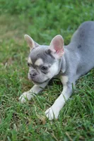 Jade, a female French Bulldog for sale in Nashville, TN – 3 of 3