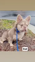 Ivory – Lilac & Tan Merle Fluffy Female 🤍🩶, a female French Bulldog for sale in Nashville, TN – 5 of 6