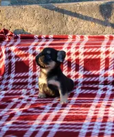 Armani – Black & Tan Fluffy Male 🖤🤎, a male French Bulldog for sale in Nashville, TN – 2 of 4