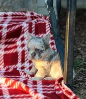 Ivory – Lilac & Tan Merle Fluffy Female 🤍🩶, a female French Bulldog for sale in Nashville, TN – 2 of 4