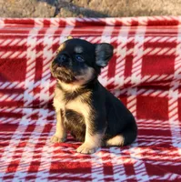 Armani – Black & Tan Fluffy Male 🖤🤎, a male French Bulldog for sale in Nashville, TN – 4 of 4