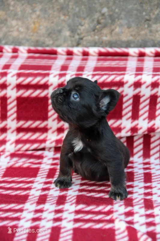 Bentley – Black & Tan Fluffy Male 🖤🤎 – French Bulldog puppy for sale in Nashville, TN