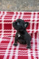 Bentley – Black & Tan Fluffy Male 🖤🤎, a male French Bulldog for sale in Nashville, TN – 1 of 6