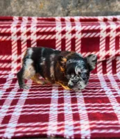 Aspen – Black & Tan Merle Fluffy Female 🩶🖤🤎, a female French Bulldog for sale in Nashville, TN – 2 of 6