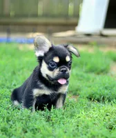 Armani – Black & Tan Fluffy Male 🖤🤎, a male French Bulldog for sale in Nashville, TN – 1 of 7