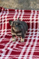 Nyla – Blue & Tan Fluffy Female 💙🤎, a female French Bulldog for sale in Nashville, TN – 4 of 5