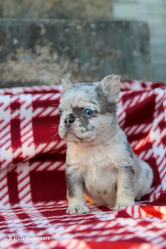 Nyla – Blue & Tan Fluffy Female 💙🤎 – French Bulldog puppy for sale in Nashville, TN
