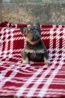Nyla – Blue & Tan Fluffy Female 💙🤎, a female French Bulldog for sale in Nashville, TN – 2 of 5