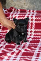 Bentley – Black & Tan Fluffy Male 🖤🤎, a male French Bulldog for sale in Nashville, TN – 4 of 6
