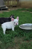 White Boy Rick, a male French Bulldog for sale in Nashville, TN – 5 of 6