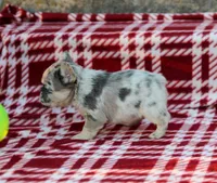 Ivory – Lilac & Tan Merle Fluffy Female 🤍🩶, a female French Bulldog for sale in Nashville, TN – 3 of 4