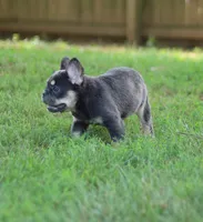 Nyla – Blue & Tan Fluffy Female 💙🤎, a female French Bulldog for sale in Nashville, TN – 3 of 7