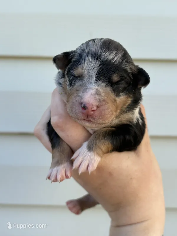 Purple Puppy – Australian Shepherd puppy for sale in Martville, NY