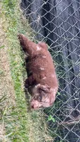 Atlas , a male Australian Shepherd for sale in Martville, NY – 3 of 3