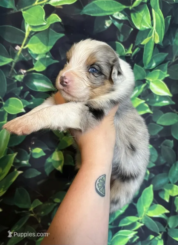 Glacier – Australian Shepherd puppy for sale in Martville, NY