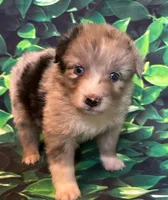 Bluey, a male Australian Shepherd for sale in Martville, NY – 1 of 1
