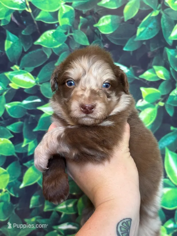 Yellow Puppy – Australian Shepherd puppy for sale in Martville, NY