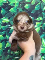 Yellow Puppy, a male Australian Shepherd for sale in Martville, NY – 1 of 10
