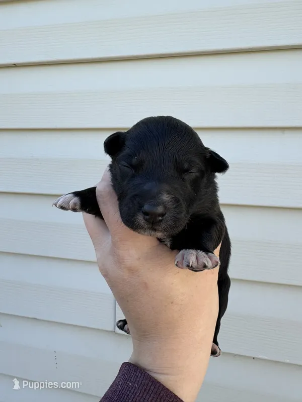 Blue Puppy – Australian Shepherd puppy for sale in Martville, NY