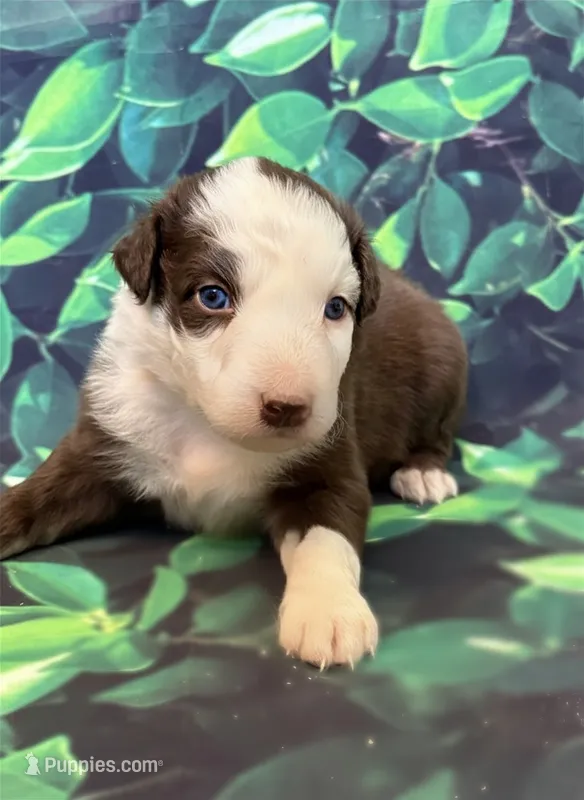 Red Puppy – Australian Shepherd puppy for sale in Martville, NY
