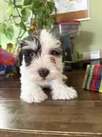 Spot, a male Miniature Schnauzer for sale in Martville, NY – 1 of 5