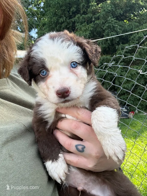 Red Puppy – Australian Shepherd puppy for sale in Martville, NY