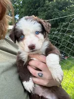 Red Puppy, a male Australian Shepherd for sale in Martville, NY – 1 of 7