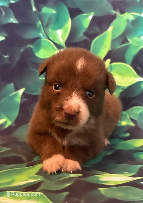 Timber – Australian Shepherd puppy for sale in Martville, NY