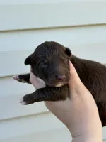 Orange puppy, a female Australian Shepherd for sale in Martville, NY – 5 of 6