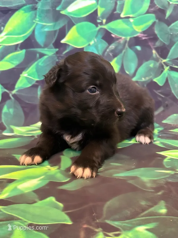 Turquoise Puppy – Australian Shepherd puppy for sale in Martville, NY